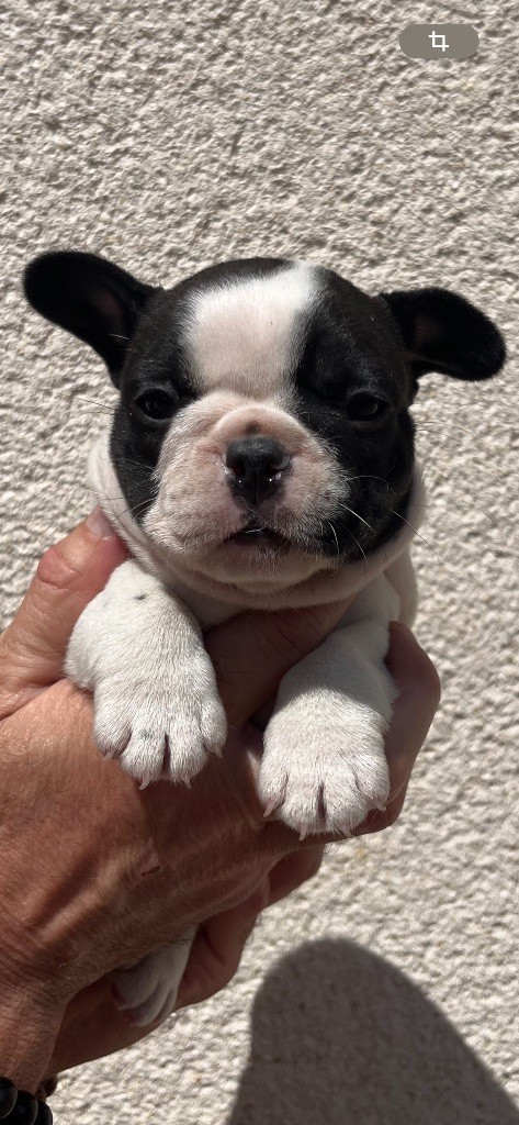 British Bulls Of Provins - Chiots disponibles - Bouledogue français