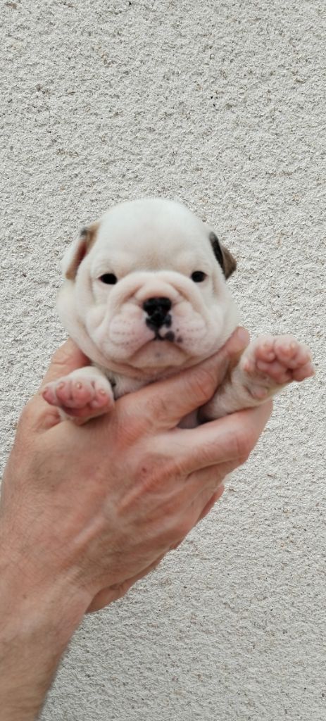 CHIOT