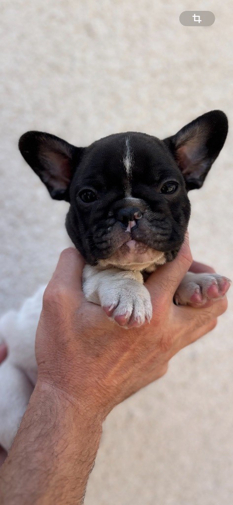 British Bulls Of Provins - Chiots disponibles - Bouledogue français
