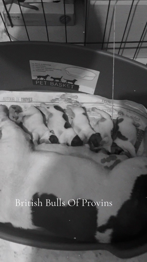 British Bulls Of Provins - Chiots disponibles - Bouledogue français