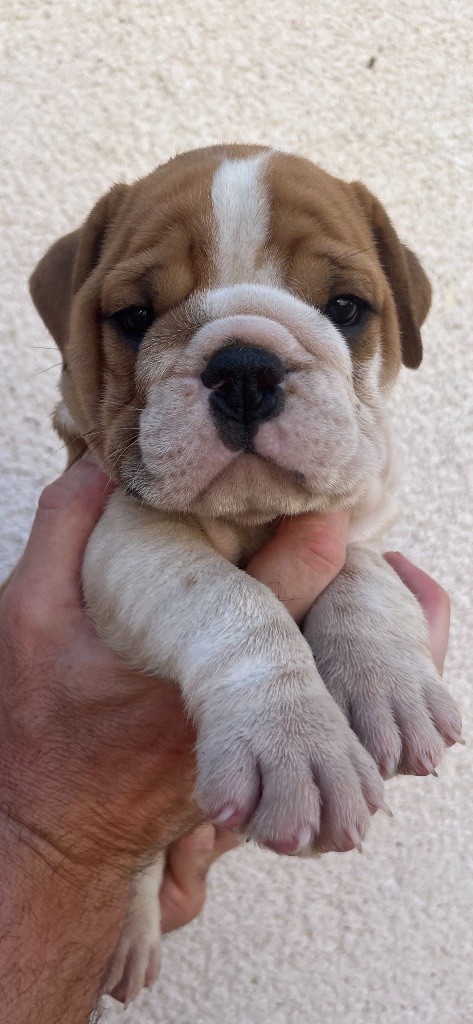 British Bulls Of Provins - Chiots disponibles - Bulldog Anglais