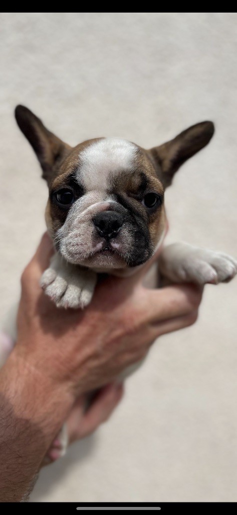 British Bulls Of Provins - Chiots disponibles - Bouledogue français