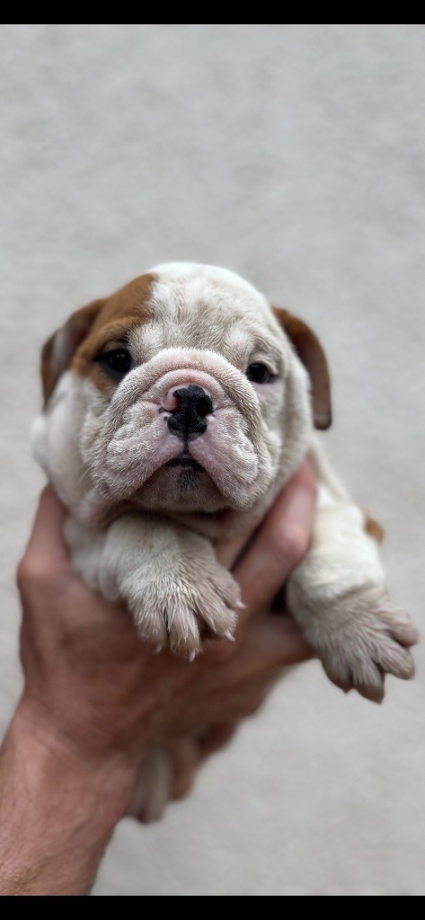 British Bulls Of Provins - Chiots disponibles - Bulldog Anglais