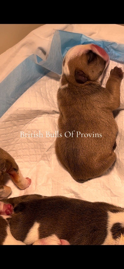 British Bulls Of Provins - Chiots disponibles - Bulldog Anglais