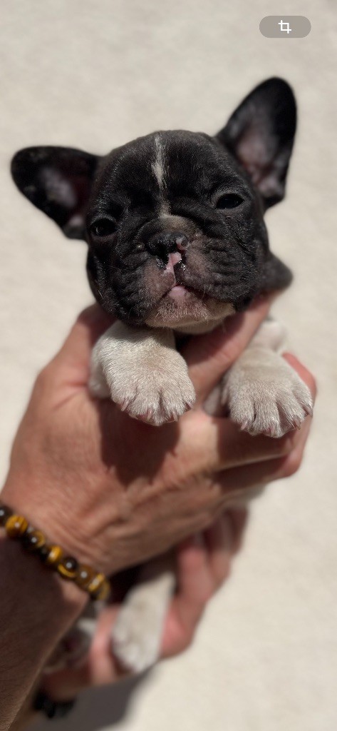 British Bulls Of Provins - Chiots disponibles - Bouledogue français