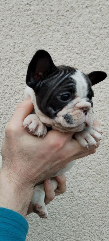CHIOT