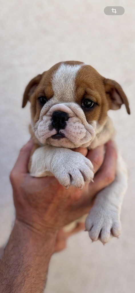 British Bulls Of Provins - Chiots disponibles - Bulldog Anglais