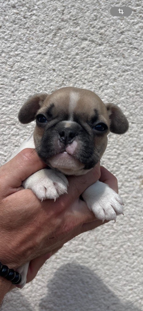 British Bulls Of Provins - Chiots disponibles - Bouledogue français