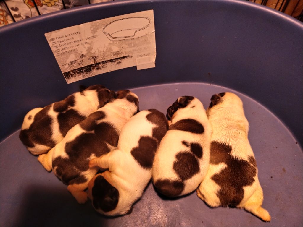 Chiot Bouledogue français British Bulls Of Provins