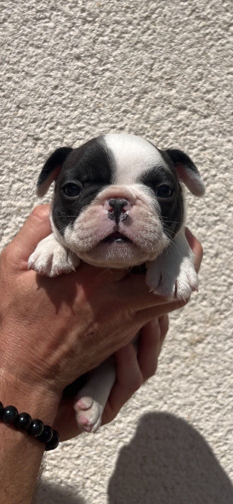 British Bulls Of Provins - Chiots disponibles - Bouledogue français