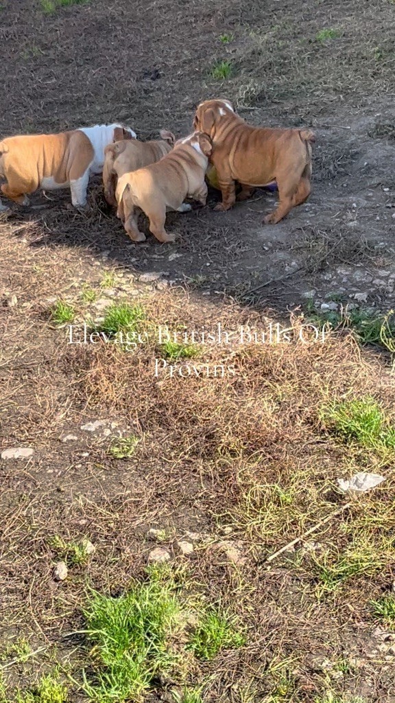 British Bulls Of Provins - Bulldog Anglais - Portée née le 24/07/2025
