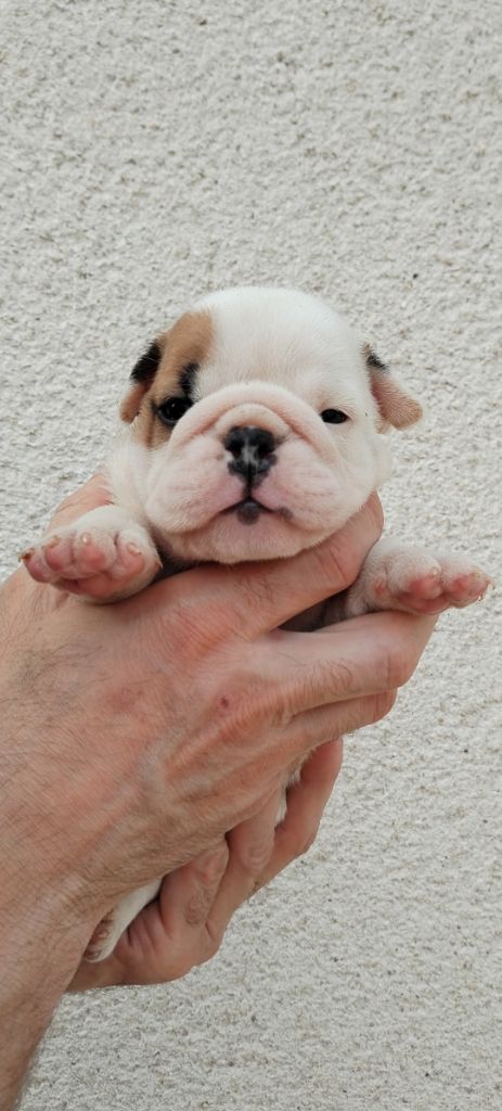 CHIOT