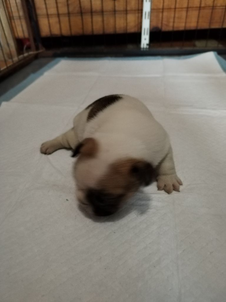 British Bulls Of Provins - Chiots disponibles - Bouledogue français
