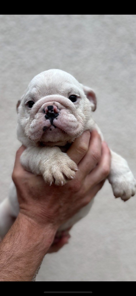 British Bulls Of Provins - Chiots disponibles - Bulldog Anglais