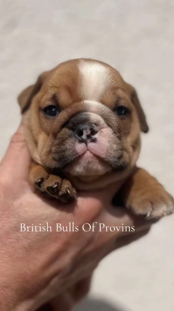 British Bulls Of Provins - Chiots disponibles - Bulldog Anglais