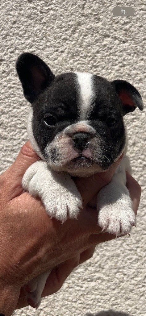 British Bulls Of Provins - Chiots disponibles - Bouledogue français