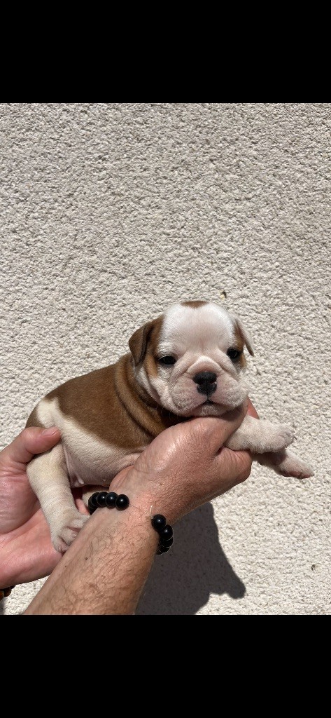 British Bulls Of Provins - Chiots disponibles - Bulldog Anglais