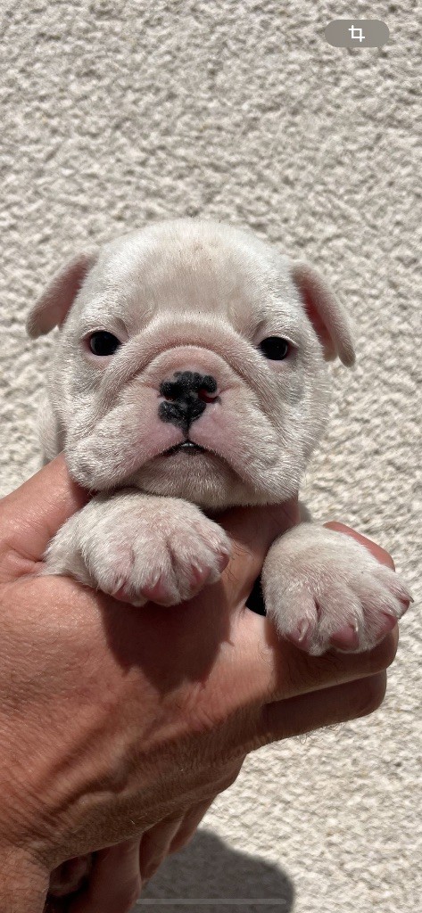 British Bulls Of Provins - Chiots disponibles - Bulldog Anglais