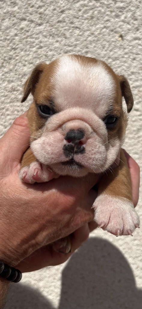 British Bulls Of Provins - Chiots disponibles - Bulldog Anglais