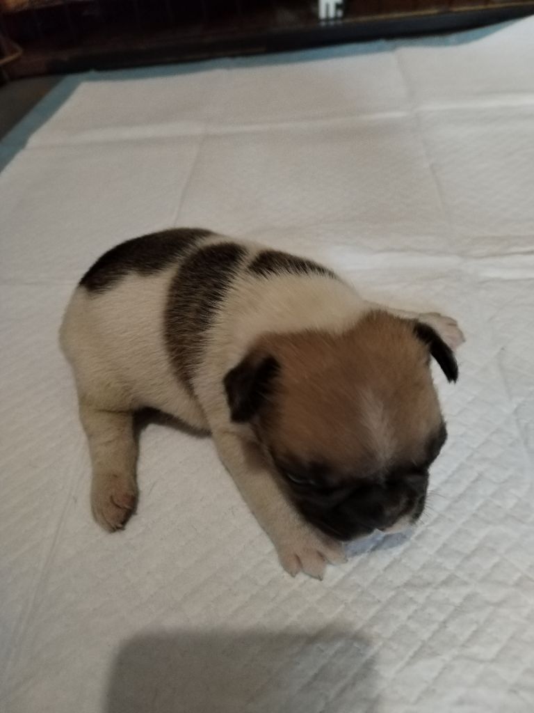 British Bulls Of Provins - Chiots disponibles - Bouledogue français