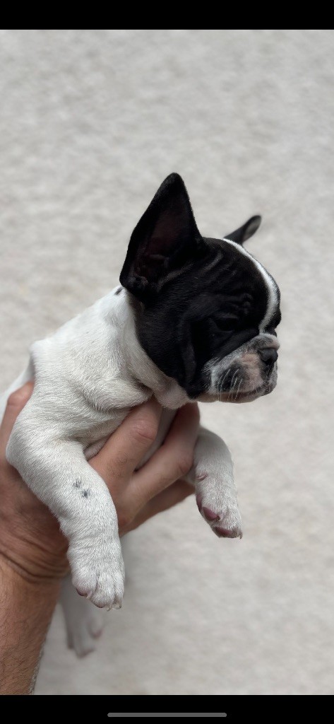 British Bulls Of Provins - Chiots disponibles - Bouledogue français