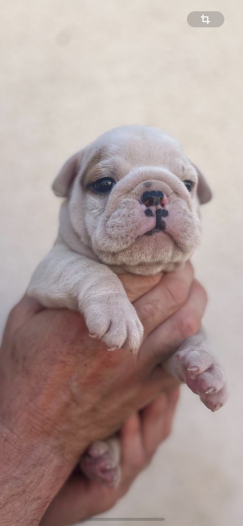 British Bulls Of Provins - Chiots disponibles - Bulldog Anglais