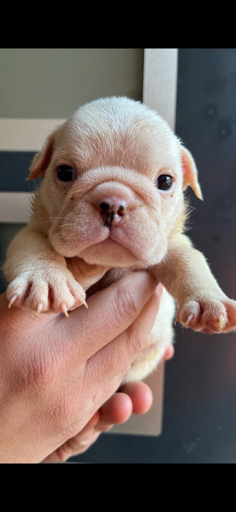 British Bulls Of Provins - Chiots disponibles - Bulldog Anglais