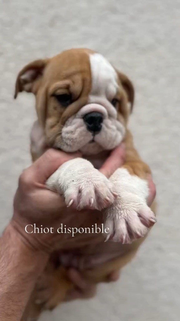 British Bulls Of Provins - Chiots disponibles - Bulldog Anglais