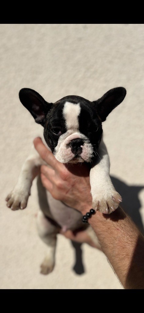 British Bulls Of Provins - Chiots disponibles - Bouledogue français