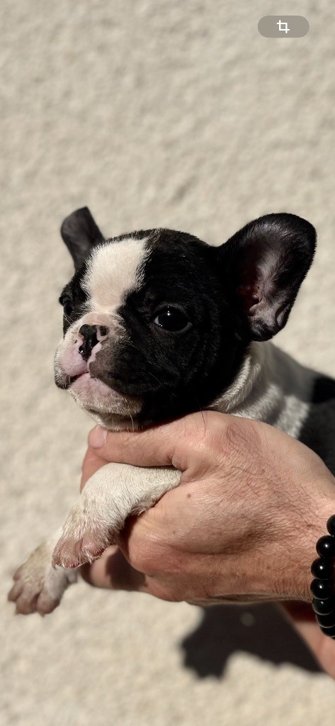 British Bulls Of Provins - Chiots disponibles - Bouledogue français