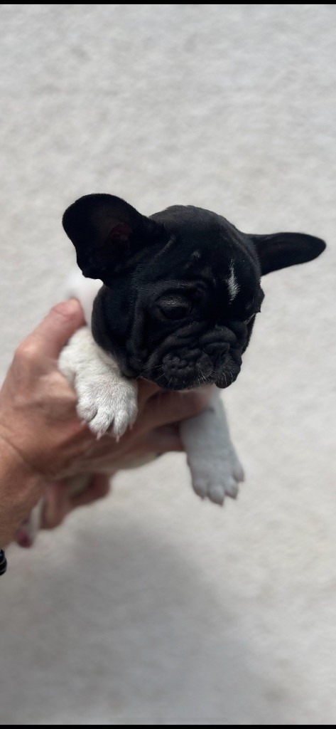 British Bulls Of Provins - Chiots disponibles - Bouledogue français