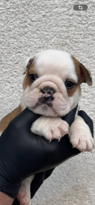 Chiot N°1