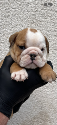 Chiot N°2