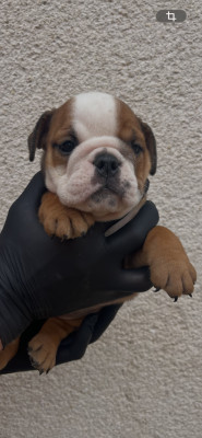 Chiot N°4