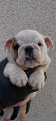 Chiot N°5