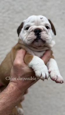 CHIOT 1