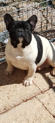 CHIOT 2