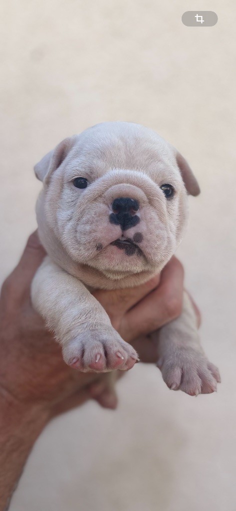 British Bulls Of Provins - Chiots disponibles - Bulldog Anglais