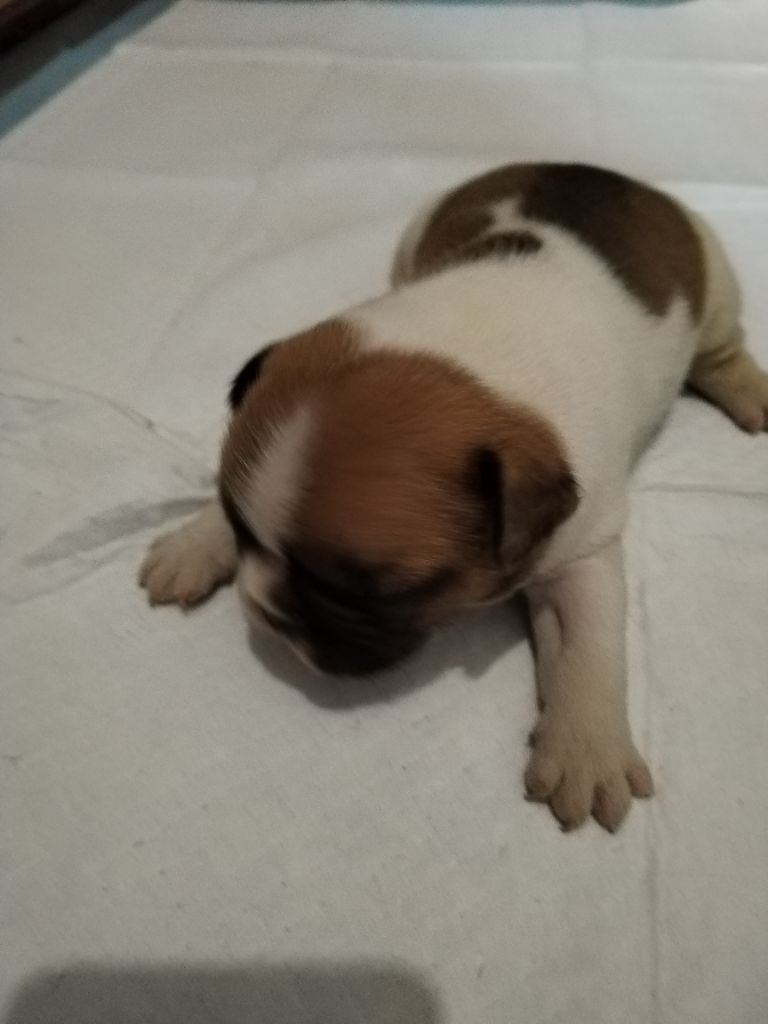 British Bulls Of Provins - Chiots disponibles - Bouledogue français