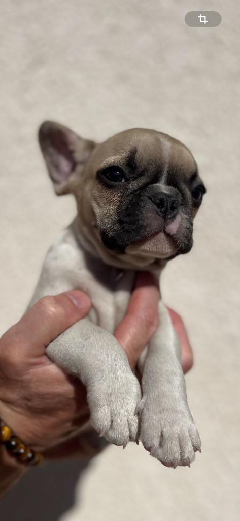 British Bulls Of Provins - Chiots disponibles - Bouledogue français