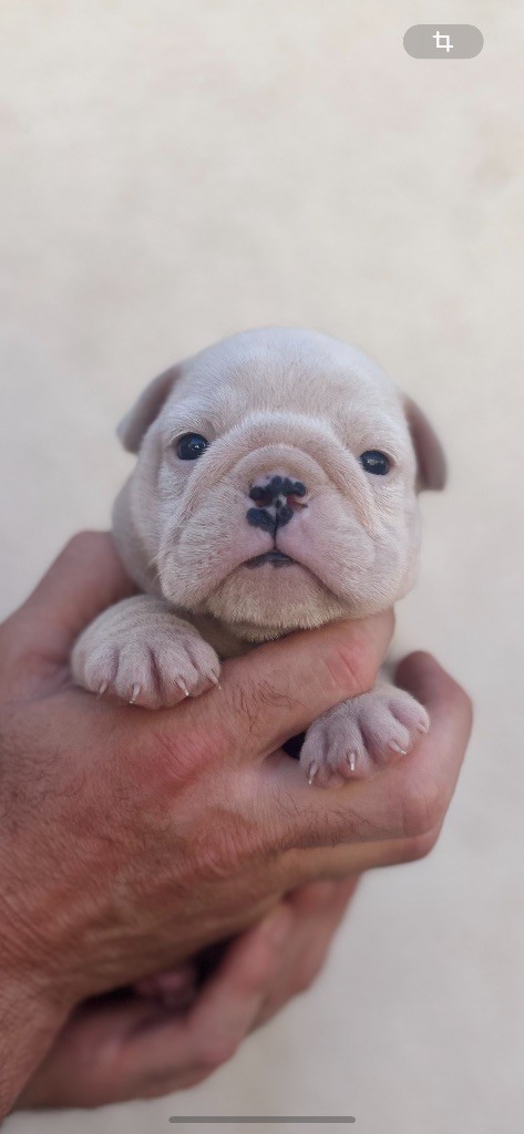 British Bulls Of Provins - Chiots disponibles - Bulldog Anglais