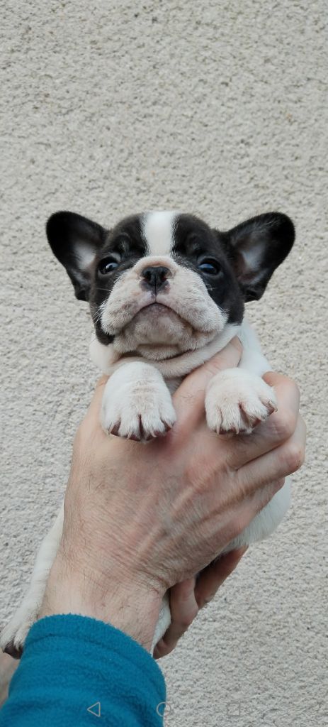 CHIOT