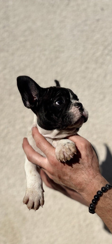 British Bulls Of Provins - Chiots disponibles - Bouledogue français