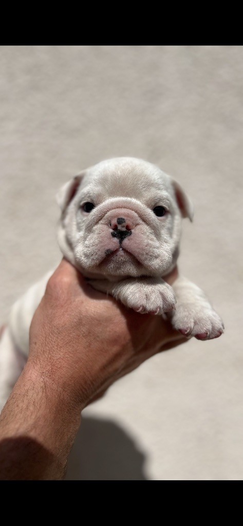 British Bulls Of Provins - Chiots disponibles - Bulldog Anglais