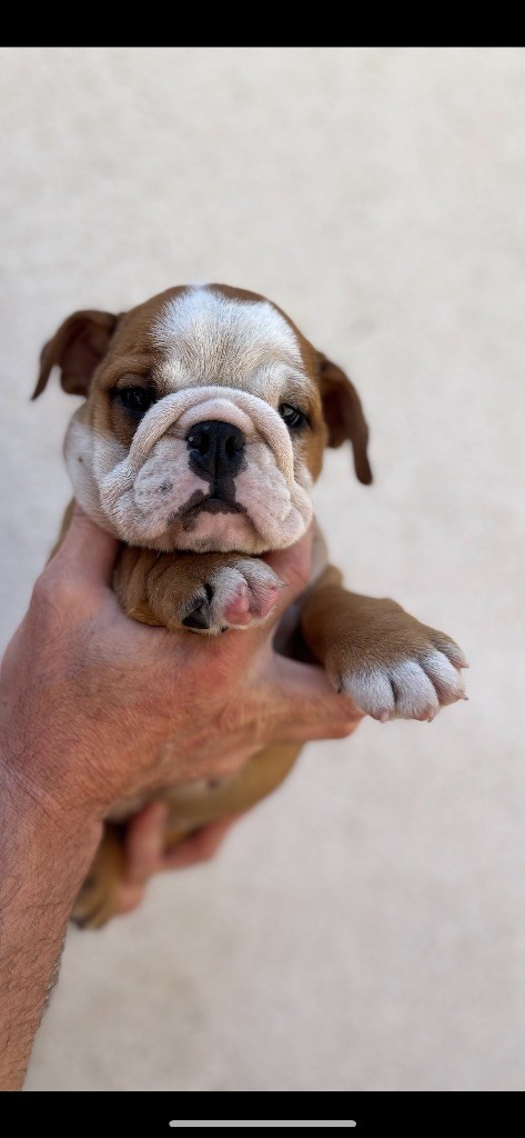British Bulls Of Provins - Chiots disponibles - Bulldog Anglais