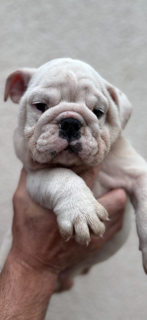 British Bulls Of Provins - Chiots disponibles - Bulldog Anglais