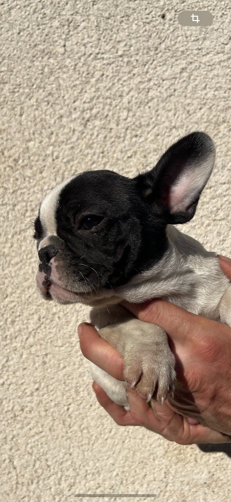 British Bulls Of Provins - Chiots disponibles - Bouledogue français