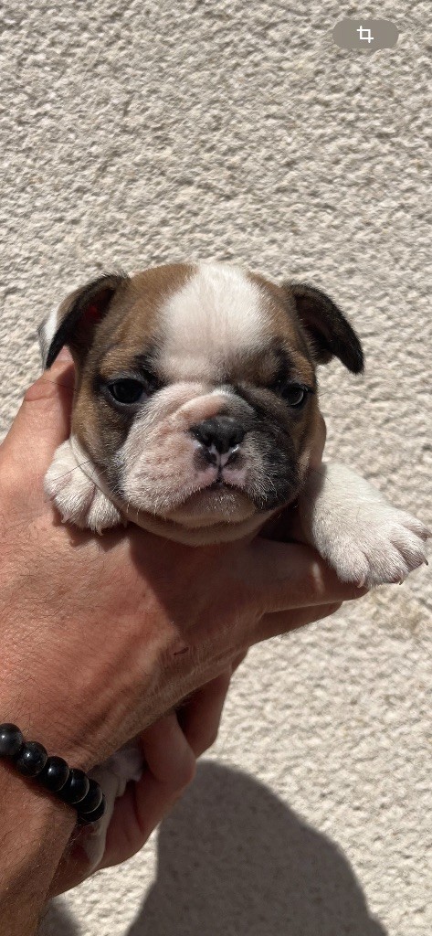 British Bulls Of Provins - Chiots disponibles - Bouledogue français