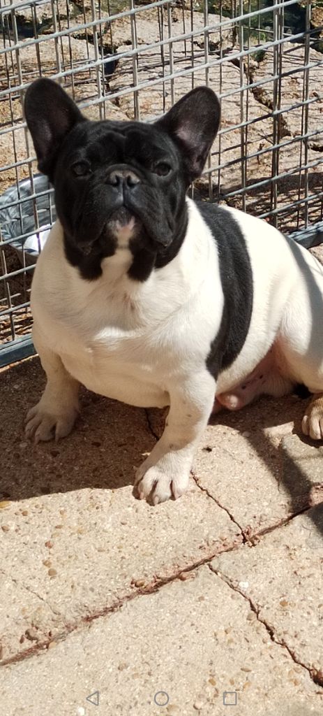 British Bulls Of Provins - Chiots disponibles - Bouledogue français