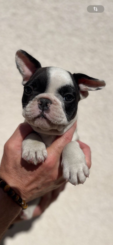 British Bulls Of Provins - Chiots disponibles - Bouledogue français